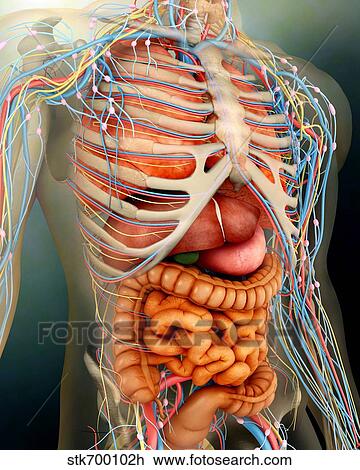 Drawing - Perspective view of human body, whole organs and bones.. Fotosearch