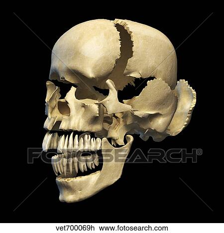 Drawing - Perspective view of human skull.. Fotosearch