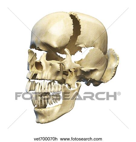 Perspective view of human skull. View Large Illustration Drawing - Perspective view of human skull.. Fotosearch