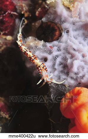 Phidiana indica nudibranch on purple sponge, Indonesia. View Large Photo Image Stock Photograph - Phidiana indica nudibranch on purple sponge, Indonesia.. Fotosearch