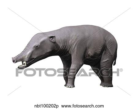 Phiomia is a proboscidian from the Oligocene epoch. View Large Illustration Stock Illustration - Phiomia is a proboscidian from the Oligocene epoch.. Fotosearch