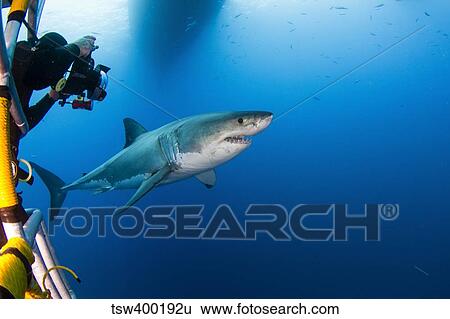 Photographer taking a picture of a male great white shark. View Large Photo Image Stock Photograph - Photographer taking a picture of a male great white shark.. Fotosearch