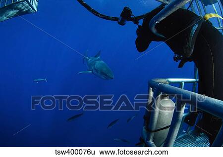 Photographer taking a picture of a great white shark. View Large Photo Image Stock Photograph - Photographer taking a picture of a great white shark.. Fotosearch