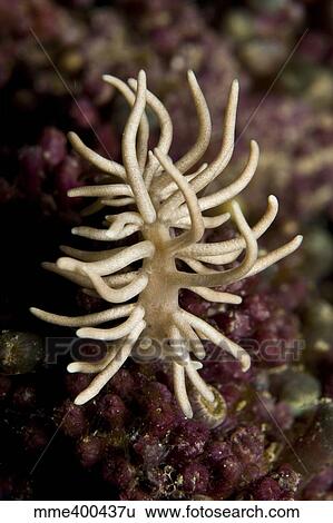 Stock Photograph - Phyllodesmium briareum nudibranch on purple hard coral, Indonesia.. Fotosearch