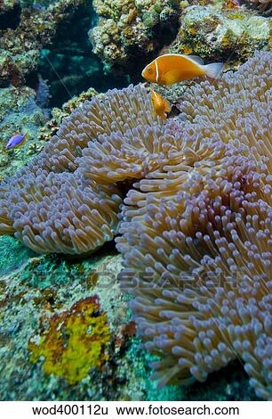 Pink anemonefish guard their anemone on a coral reef, Fiji. View Large Photo Image Stock Photograph - Pink anemonefish guard their anemone on a coral reef, Fiji.. Fotosearch