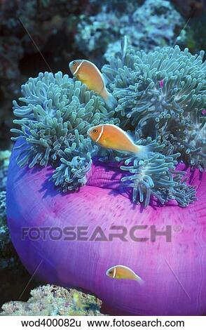 Pink Anemonefish protect their purple anemone home, Papua New Guinea. View Large Photo Image Stock Photograph - Pink Anemonefish protect their purple anemone home, Papua New Guinea.. Fotosearch