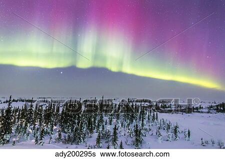 Pink aurora over boreal forest in Canada. View Large Photo Image Stock Photograph - Pink aurora over boreal forest in Canada.. Fotosearch