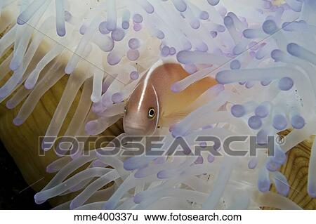 Pink clownfish in white and blue anemone, Komodo, Indonesia. View Large Photo Image Stock Photograph - Pink clownfish in white and blue anemone, Komodo, Indonesia.. Fotosearch