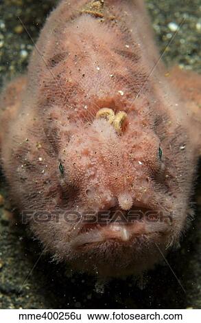 Pink frogfish with open mouth, North Sulawesi. View Large Photo Image Stock Photograph - Pink frogfish with open mouth, North Sulawesi.. Fotosearch