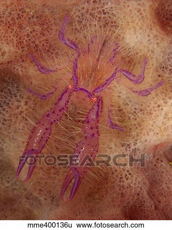 Stock Photograph - Pink hairy squat lobster on sponge, North Sulawesi, Indonesia.. Fotosearch