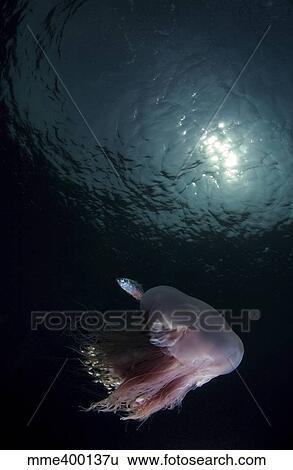 Pink jellyfish and silver fish, Indonesia. View Large Photo Image Stock Photograph - Pink jellyfish and silver fish, Indonesia.. Fotosearch