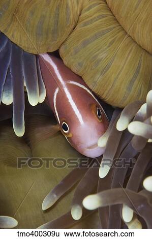 Pink Skunk Clownfish in its host anemone, Papua New Guinea. View Large Photo Image Stock Photograph - Pink Skunk Clownfish in its host anemone, Papua New Guinea.. Fotosearch