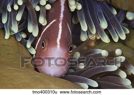 Stock Photograph - Pink Skunk Clownfish in its host anemone, Papua New Guinea.. Fotosearch