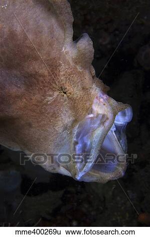 Pinkish brown frogfish with open mouth, North Sulawesi. View Large Photo Image Stock Photograph - Pinkish brown frogfish with open mouth, North Sulawesi.. Fotosearch