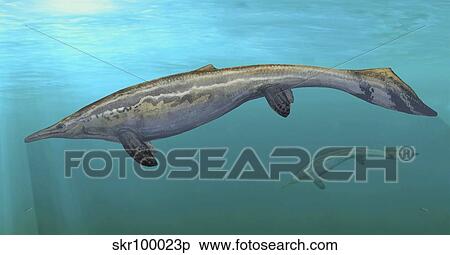 Plotosaurus bennisoni swimming in prehistoric waters. View Large Illustration Stock Illustration - Plotosaurus bennisoni swimming in prehistoric waters.. Fotosearch