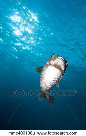 Stock Photograph - Pocupinefish in blue water, Byron Bay, Australia.. Fotosearch