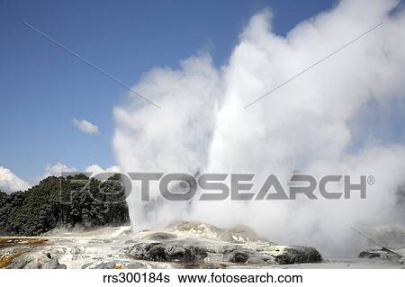 Stock Photograph - Pohutu and Prince of Wales Feathers Geyser, Whakarewarewa, Rotorua, New Zealand.. Fotosearch