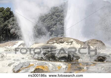 Pohutu and Prince of Wales Feathers Geyser, Whakarewarewa, Rotorua, New Zealand. View Large Photo Image Stock Photograph - Pohutu and Prince of Wales Feathers Geyser, Whakarewarewa, Rotorua, New Zealand.. Fotosearch