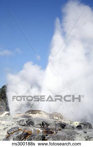 Stock Photograph - Pohutu and Prince of Wales Feathers Geyser, Whakarewarewa, Rotorua, New Zealand.. Fotosearch
