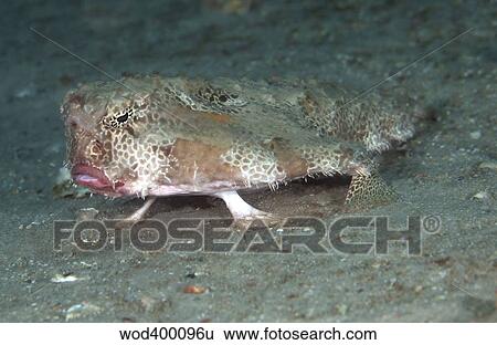 Polka-dot Batfish standing up on its leg-like fins. View Large Photo Image Stock Photograph - Polka-dot Batfish standing up on its leg-like fins.. Fotosearch