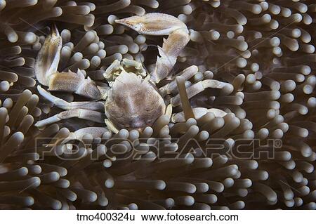 Porcelain Crab on its anemone, Papua New Guinea. View Large Photo Image Stock Photograph - Porcelain Crab on its anemone, Papua New Guinea.. Fotosearch