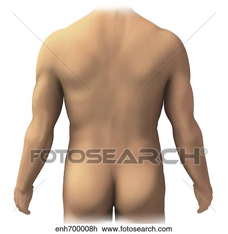 Drawing - Posterior anatomy of the human male.. Fotosearch