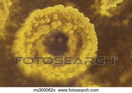 Potassium salt deposits, Dallol geothermal area, Danakil Depression, Ethiopia. View Large Photo Image Stock Photograph - Potassium salt deposits, Dallol geothermal area, Danakil Depression, Ethiopia.. Fotosearch