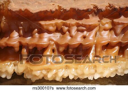 Potassium salt deposits, Dallol geothermal area, Danakil Depression, Ethiopia. View Large Photo Image Stock Photograph - Potassium salt deposits, Dallol geothermal area, Danakil Depression, Ethiopia.. Fotosearch