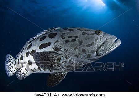 Potato grouper, Australia. View Large Photo Image Stock Photograph - Potato grouper, Australia.. Fotosearch