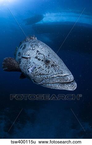 Potato grouper, Australia. View Large Photo Image Stock Photograph - Potato grouper, Australia.. Fotosearch