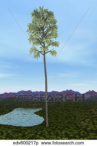 Stock Illustration - Prehistoric era Cordaites tree.. Fotosearch