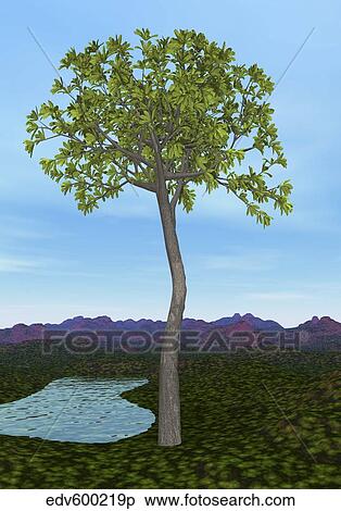 Stock Illustration - Prehistoric era Glossopteris tree.. Fotosearch