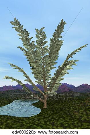 Stock Illustration - Prehistoric era Pachypteris tree.. Fotosearch