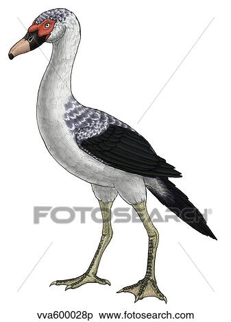 Presbyornis, an extinct genus of anseriform bird. View Large Illustration Stock Illustration - Presbyornis, an extinct genus of anseriform bird.. Fotosearch
