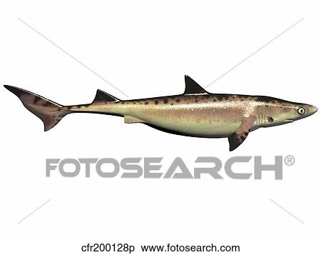 Priohybodus, an extinct shark species from the Cretaceous Period. View Large Illustration Stock Illustration - Priohybodus, an extinct shark species from the Cretaceous Period.. Fotosearch