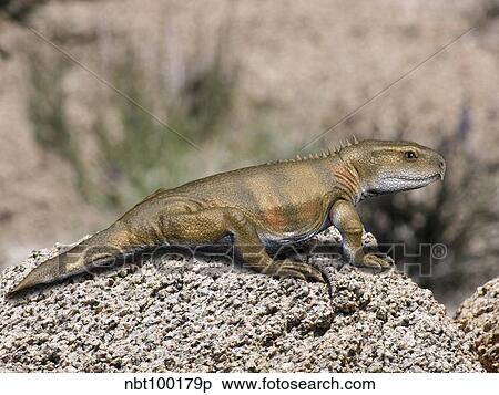Priosphenodon is an extinct Rhynchocephalian from the Late Cretaceous. View Large Illustration Stock Illustration - Priosphenodon is an extinct Rhynchocephalian from the Late Cretaceous.. Fotosearch