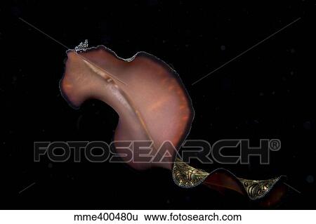 Pseudobiceros bedfordi flatworm, Malaysia. View Large Photo Image Stock Photograph - Pseudobiceros bedfordi flatworm, Malaysia.. Fotosearch