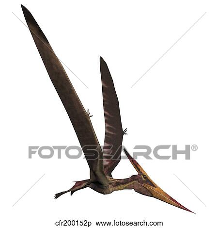 Pteranodon, a reptilian bird from the Late Cretaceous Period. View Large Illustration Stock Illustration - Pteranodon, a reptilian bird from the Late Cretaceous Period.. Fotosearch