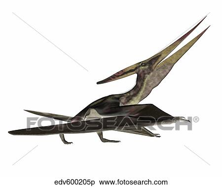 Pteranodon flying reptile. View Large Illustration Stock Illustration - Pteranodon flying reptile.. Fotosearch