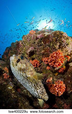Pufferfish and reef, La Paz Mexico. View Large Photo Image Stock Photograph - Pufferfish and reef, La Paz Mexico.. Fotosearch
