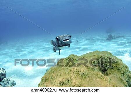 Pufferfish swimming by star coral, Nassau, The Bahamas. View Large Photo Image Stock Photograph - Pufferfish swimming by star coral, Nassau, The Bahamas.. Fotosearch