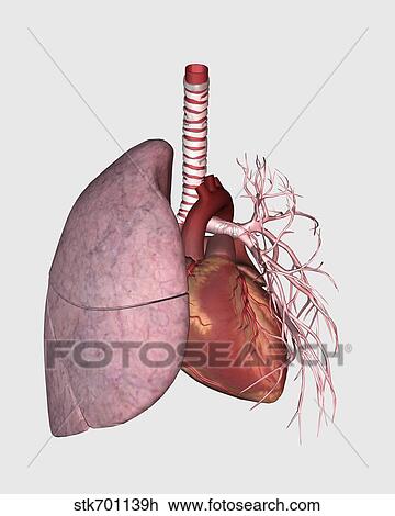 Pulmonary circulation of human heart and lung. View Large Illustration Drawing - Pulmonary circulation of human heart and lung.. Fotosearch