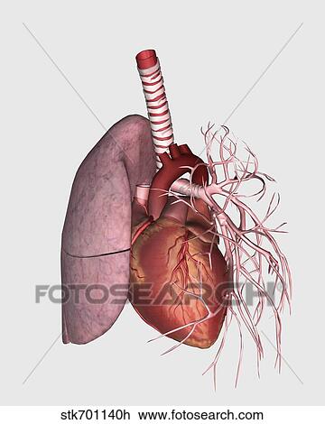 Drawing - Pulmonary circulation of human heart and lung.. Fotosearch