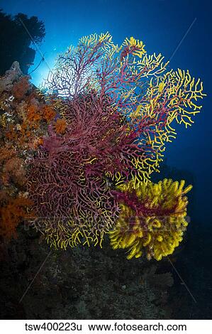 Purple and yellow sea fan in Raja Ampat, Indonesia. View Large Photo Image Stock Photograph - Purple and yellow sea fan in Raja Ampat, Indonesia.. Fotosearch
