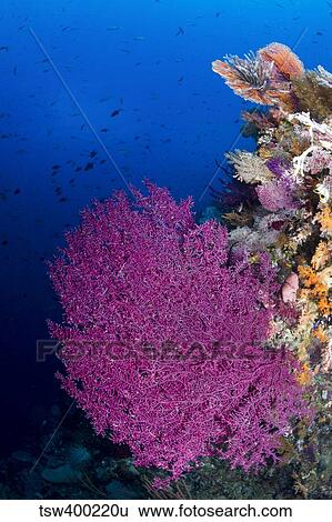 Purple sea fan in Raja Ampat, Indonesia. View Large Photo Image Stock Photograph - Purple sea fan in Raja Ampat, Indonesia.. Fotosearch