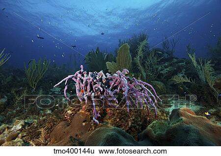Stock Photograph - Purple Sponge on a deep reef.. Fotosearch