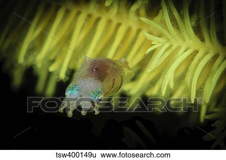 Pygmy Cuttlefish, Indonesia. View Large Photo Image Stock Photograph - Pygmy Cuttlefish, Indonesia.. Fotosearch