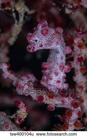 Pygmy Seahorse, Australia. View Large Photo Image Stock Photograph - Pygmy Seahorse, Australia.. Fotosearch