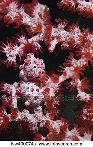 Pygmy Seahorse, Indonesia. View Large Photo Image Stock Photograph - Pygmy Seahorse, Indonesia.. Fotosearch