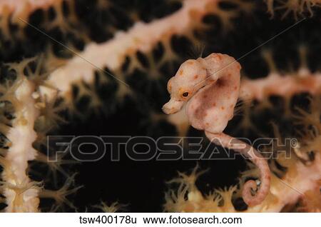 Pygmy Seahorse, Indonesia. View Large Photo Image Stock Photograph - Pygmy Seahorse, Indonesia.. Fotosearch